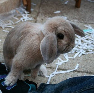 Meet your Posher, Alyson